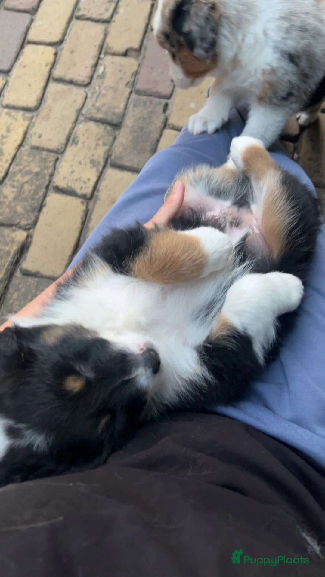 Australian Shepherd honden te koop: Australian shepherd pups - Advertentie 2