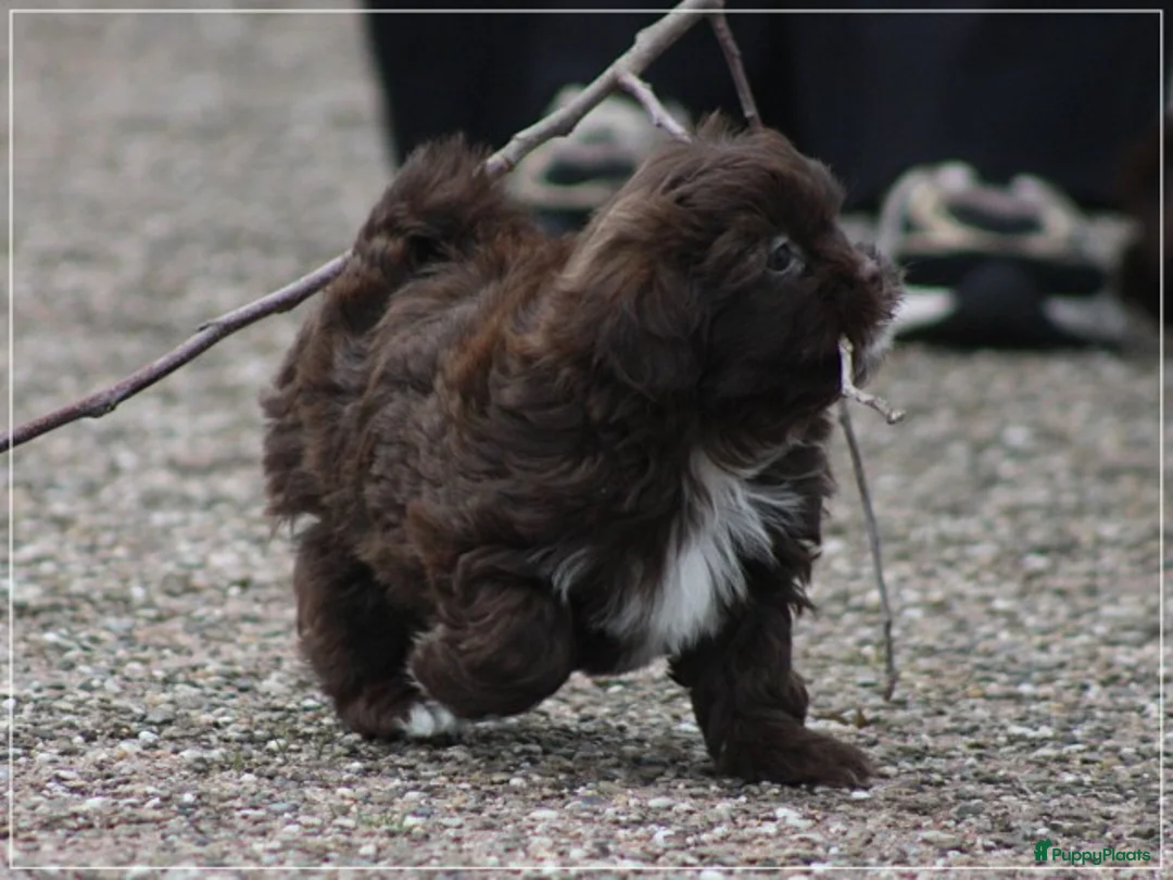 Kruising honden te koop: Knappe Mini doodle pups. - Advertentie 15