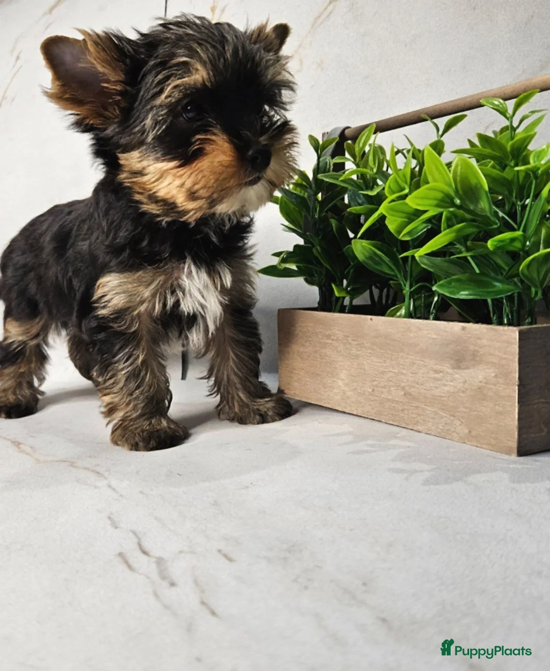 Yorkshire Terriër honden te koop: Yorkshire Terrier puppy’s in Terneuzen - Advertentie 2