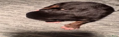 Berner Sennenhond 1