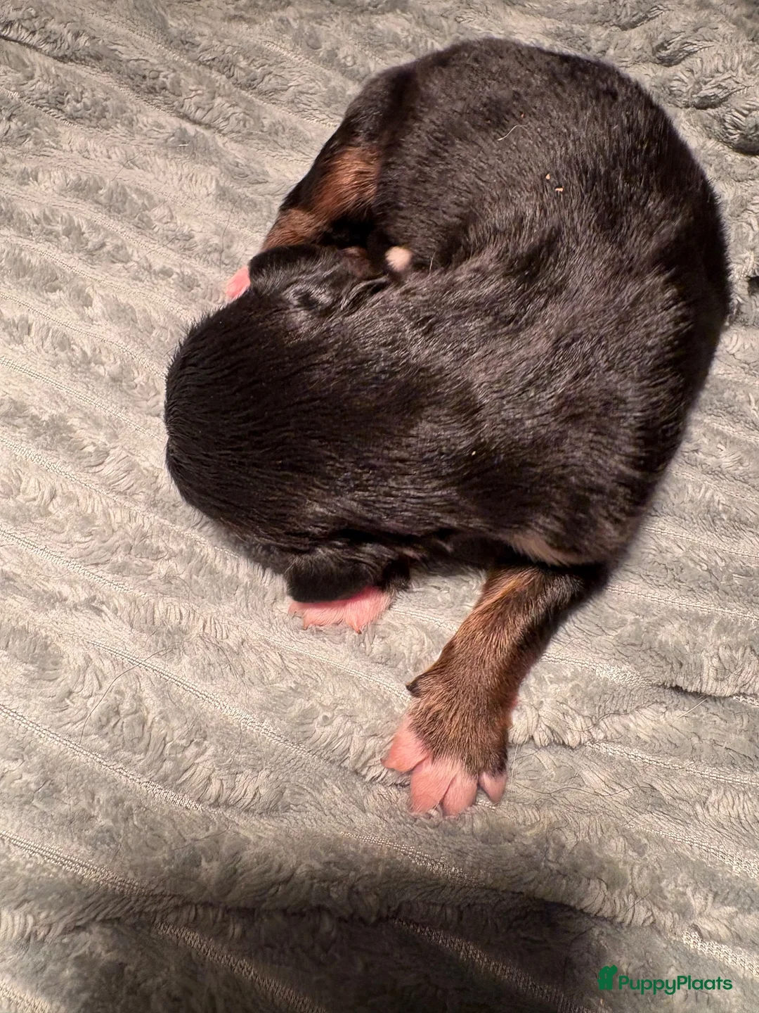 Berner Sennenhond honden te koop: Berner sennen pup - Advertentie 2