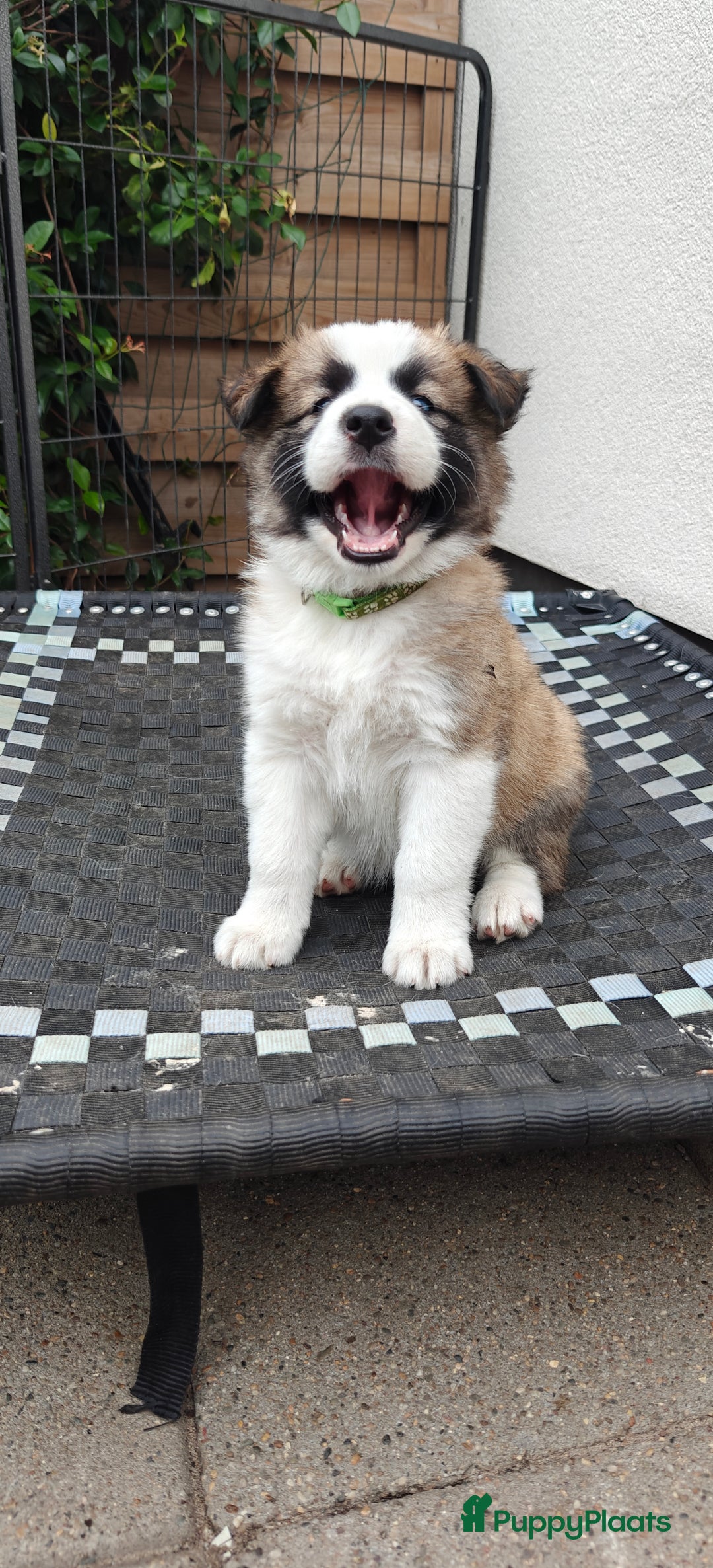 Kruising honden te koop: Borsky pup, Husky x Border Collie - Afbeelding 6
