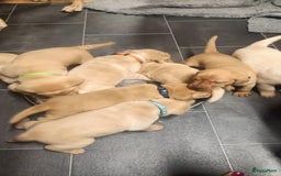 Labrador Retriever honden te koop: RED FOX/BLONDE LABRADORS  GELEGENHEIDS NESTJE ♥️ - Afbeelding 7