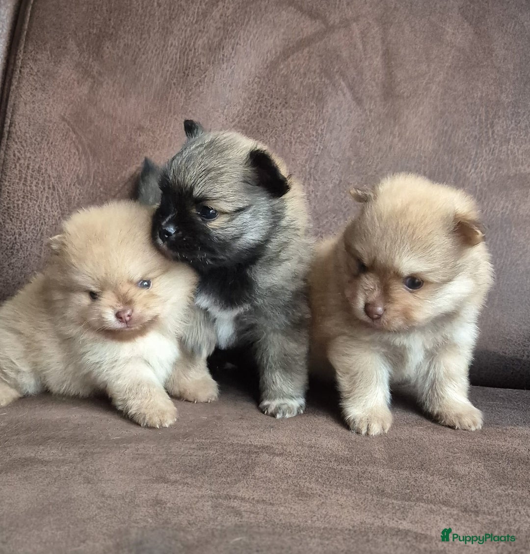 Pomchi honden te koop: Prachtige luxe pommeriaan pups - Advertentie 4