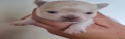 Chihuahua honden te koop: 2 chihuahua teefjes - Advertentie 8