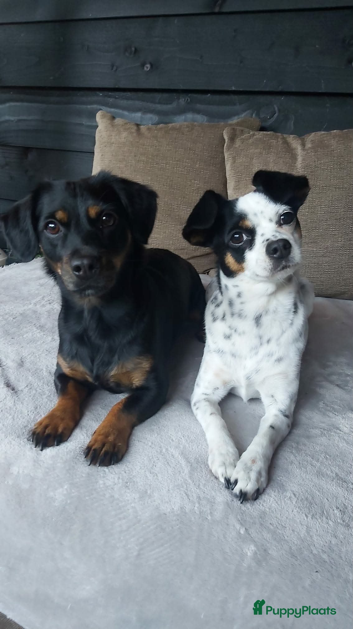 Jack Russel Terriër honden Jack russel puppy's klaar voor nieuw leven!  - Advertentie 2