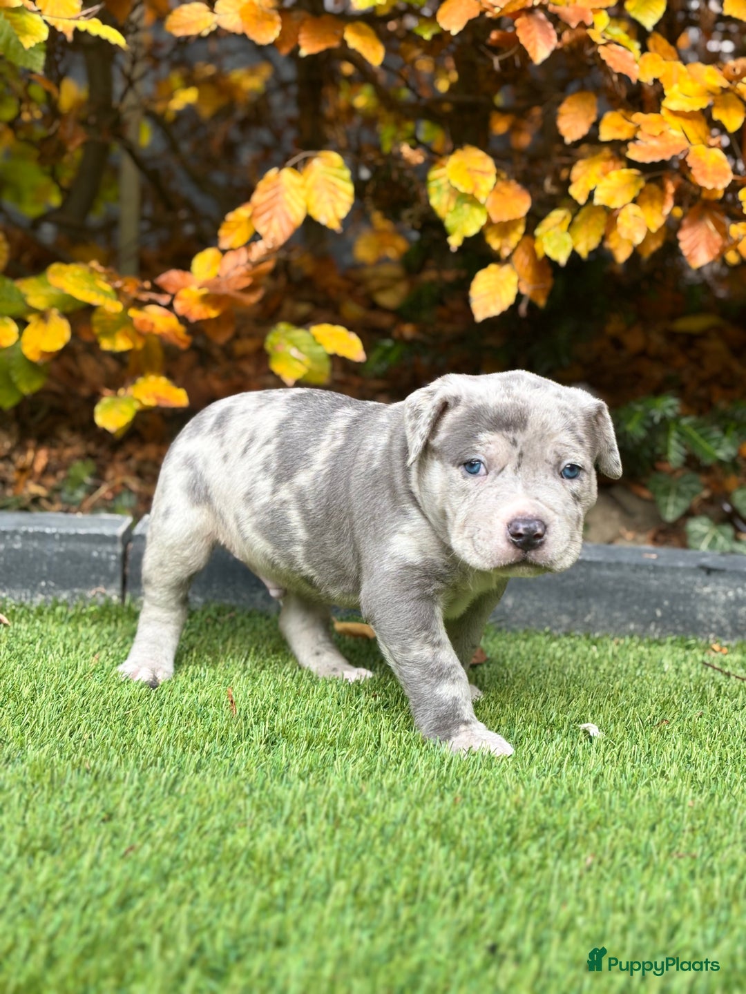 Amerikaanse Bully honden te koop: American Bully Xl pups - Advertentie 18