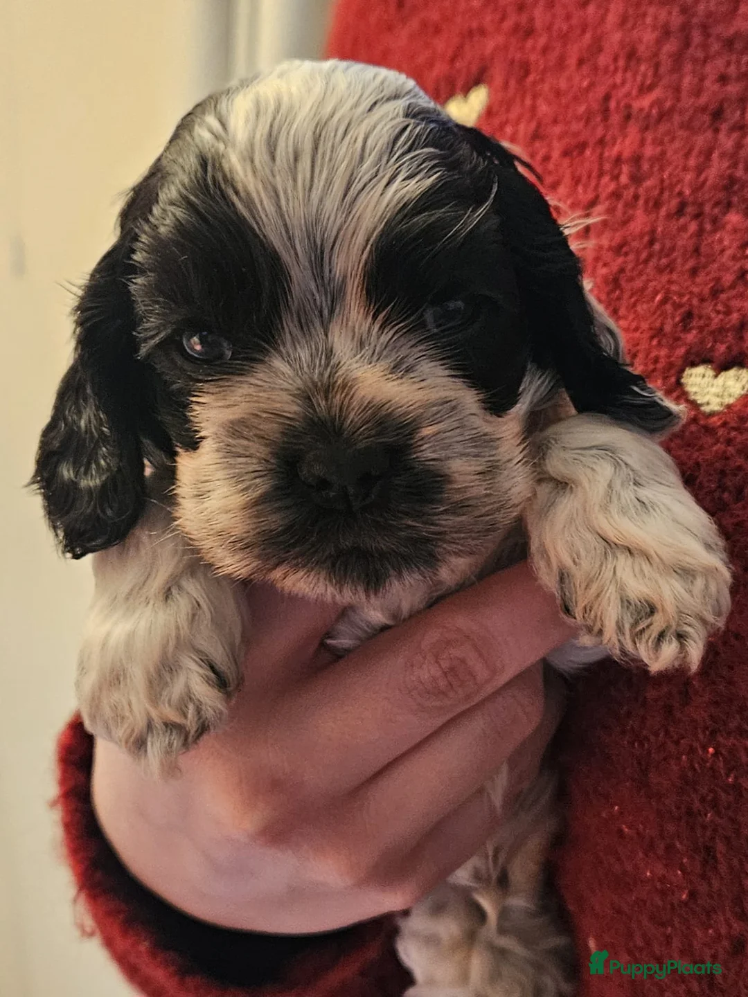 Amerikaanse Cocker Spaniel honden te koop: Amerikaanse Cocker Spaniel Pups - Advertentie 2