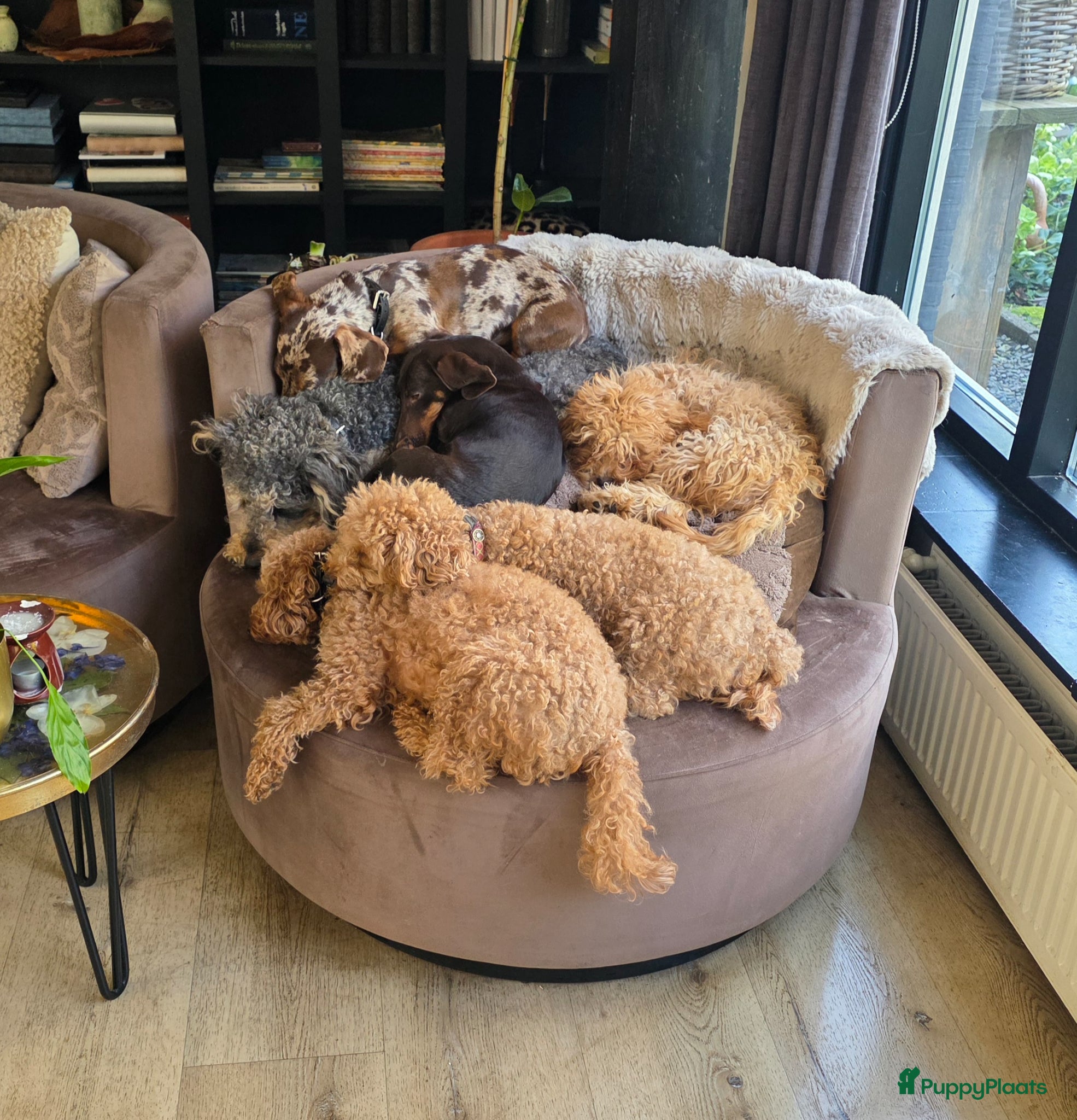 Poedel Toy honden Prachtige, gezonde, sociale toypoedel pups ️ - Advertentie 2