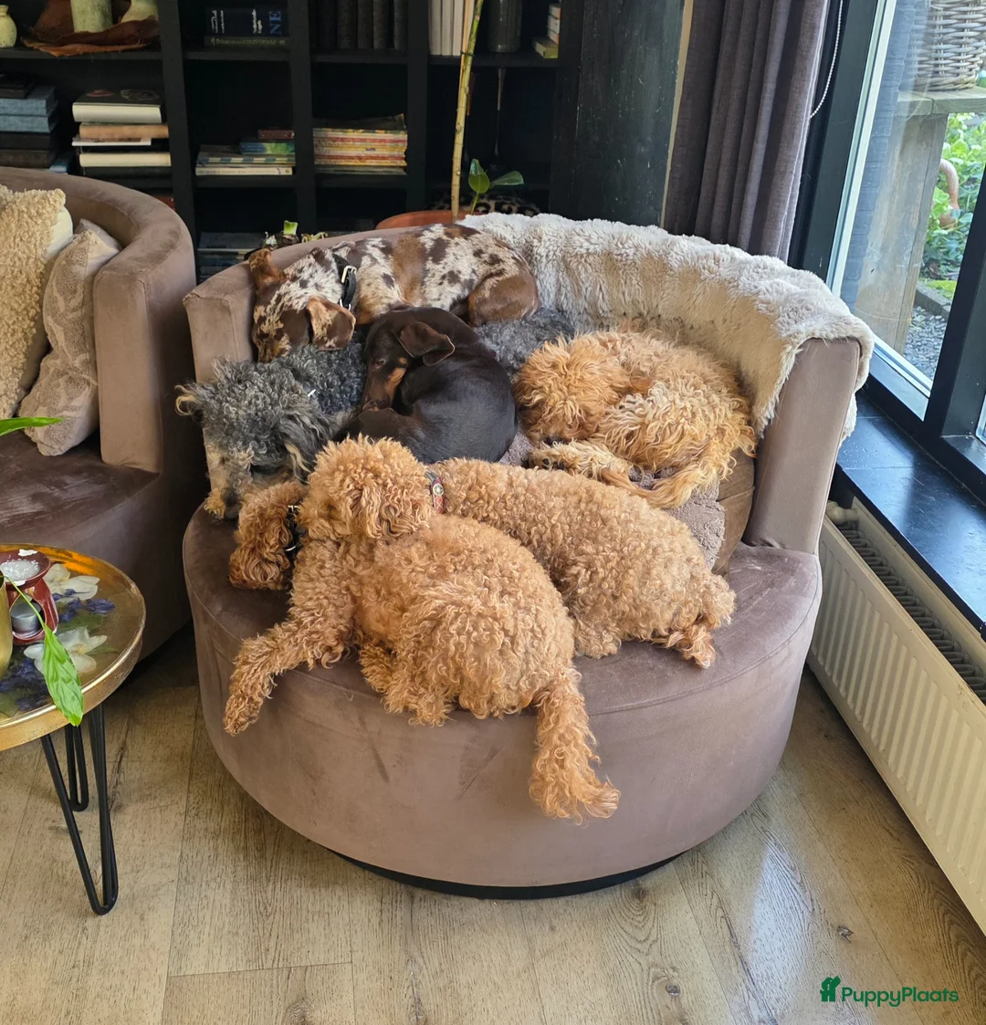 Poedel Toy honden te koop: Prachtige, gezonde, sociale toypoedel pups ️ - Advertentie 2