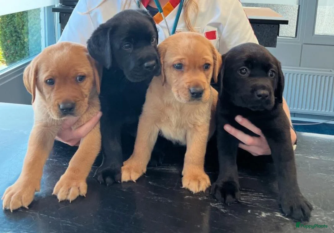 Labrador Retriever honden te koop: NEST AANKONDIGING LABRADOR PUPS - Advertentie 39