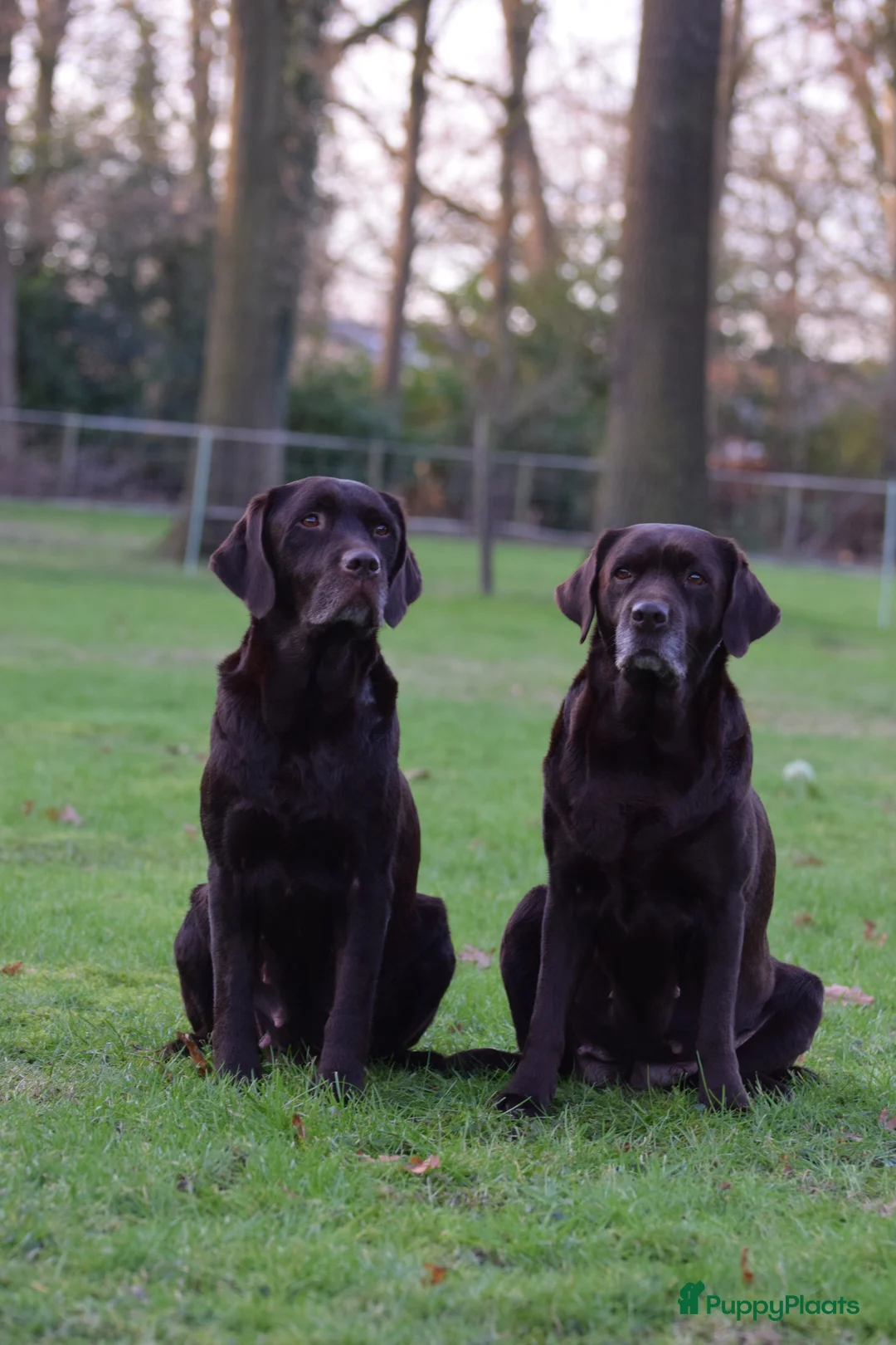Labrador Retriever honden te koop: Lief blond labrador teefje - Advertentie 5