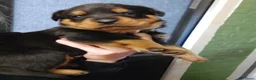 Rottweiler honden te koop: Rottweiler pup 1 teefje nog beschikbaar  - Advertentie 2