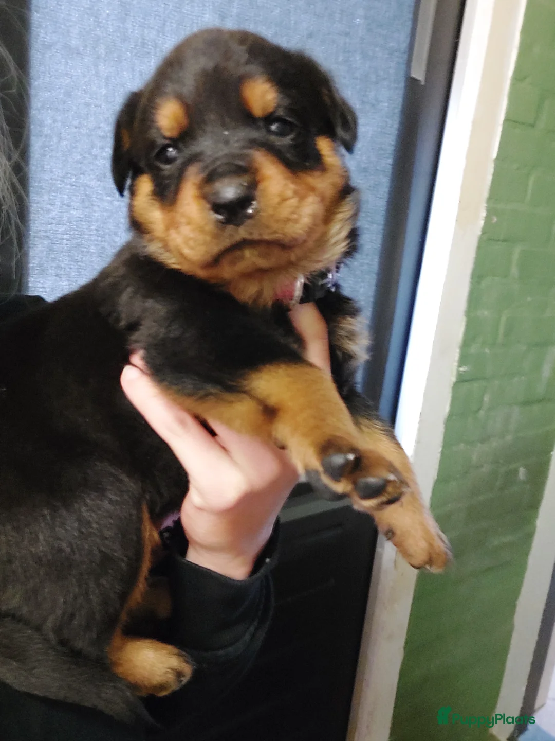 Rottweiler honden te koop: Rottweiler pup 1 teefje nog beschikbaar  - Advertentie 2
