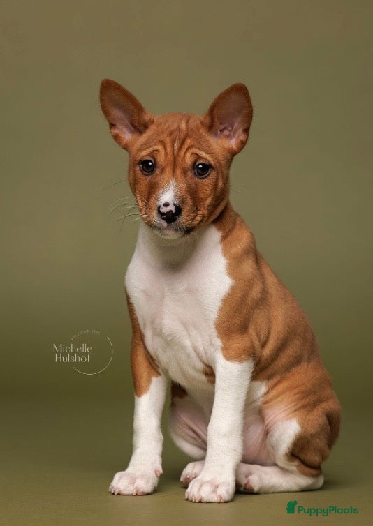 Basenji honden Basenji pup reu beschikbaar  - Advertentie 1