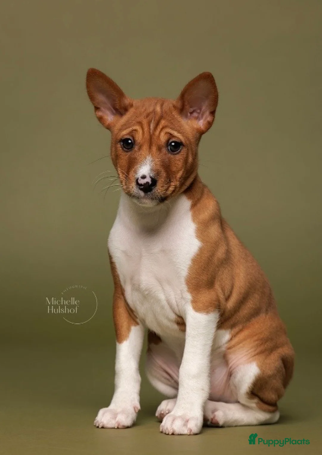 Basenji honden te koop: Basenji pup reu beschikbaar  - Advertentie 1