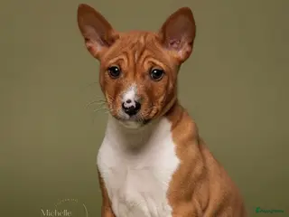 Basenji honden Basenji pup reu beschikbaar - Advertentie 13