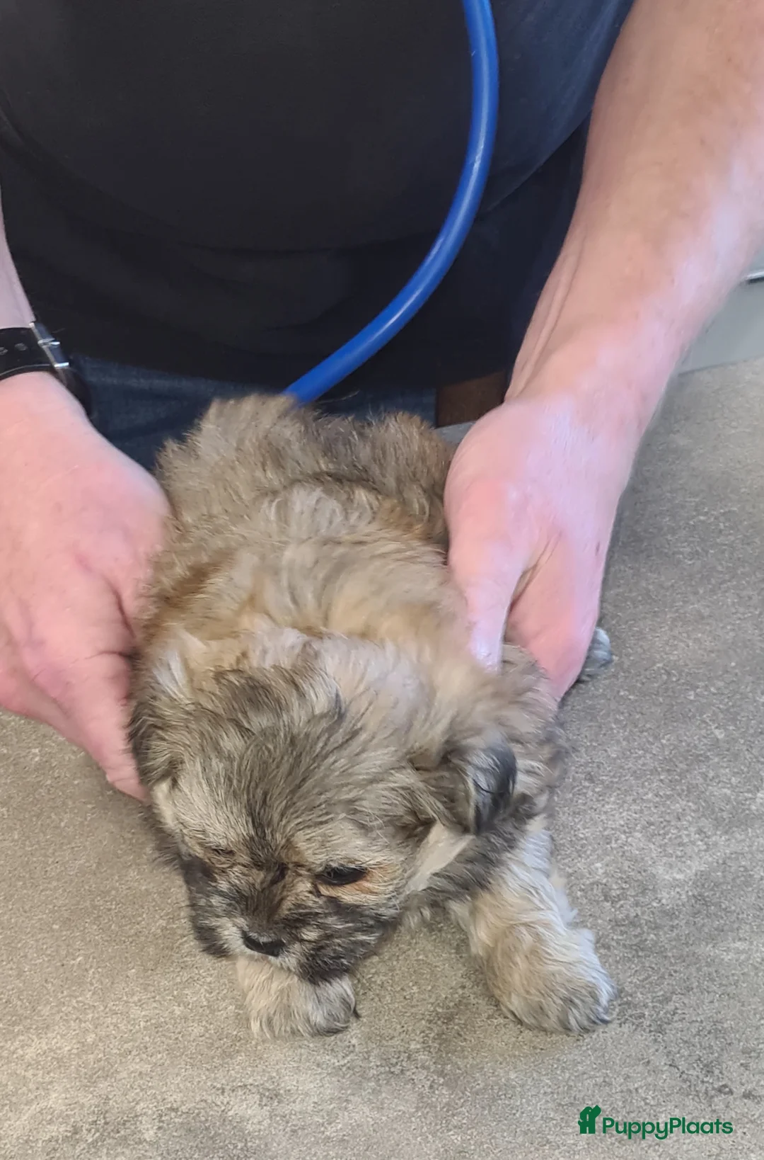 Kruising honden te koop: Prachtige lieve shipom pups - Advertentie 10