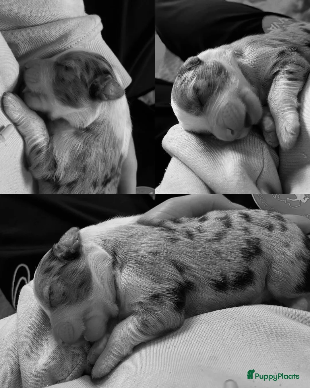 Australian Shepherd honden te koop: Prachtige pups Australian shepherd X  - Advertentie 13