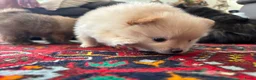 Pomeriaan honden te koop: Pomeriaan puppy’s 🐶 - Advertentie 8
