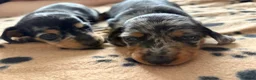 Kruising honden te koop: 💕 Mini Teckel Pupje Beschikbaar–Blue Merle Teefje - Advertentie 9