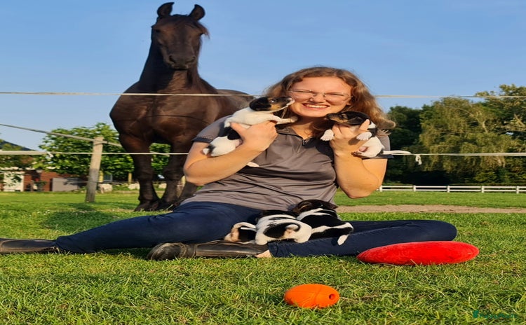 Jack Russel Terriër honden - Advertentie 3