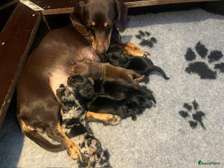 Teckel (korthaar) honden te koop: Dwerg Teckel pups 2-1 geboren NOG 2 BESCHRIKBAAR - Advertentie 1