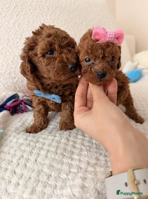 Poedel Toy honden Deze Toy Poedel pups - Advertentie 1