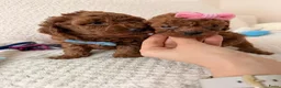 Poedel Toy honden te koop: Deze Toy Poedel pups - Advertentie 1