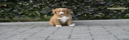 Nova Scotia Duck Tolling Retriever honden te koop: Nova Scotia Duck Tolling Retriever pups # Toller - Advertentie 23