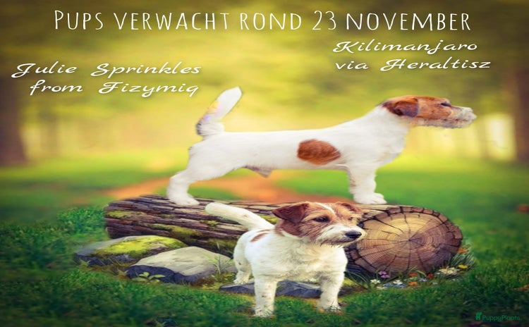 Jack Russel Terriër honden - Advertentie 3