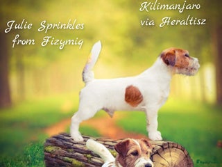 Jack Russel Terriër honden Jack Russell pups verwacht - Advertentie 10