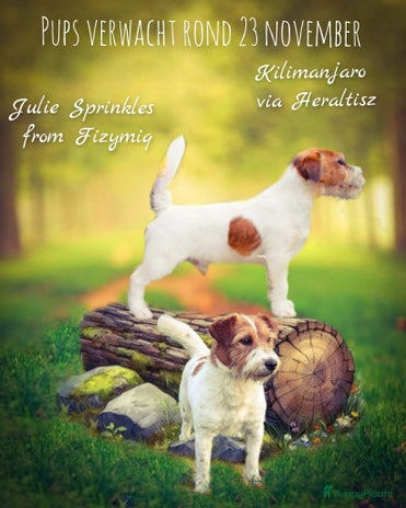 Jack Russel Terriër honden - Advertentie 3