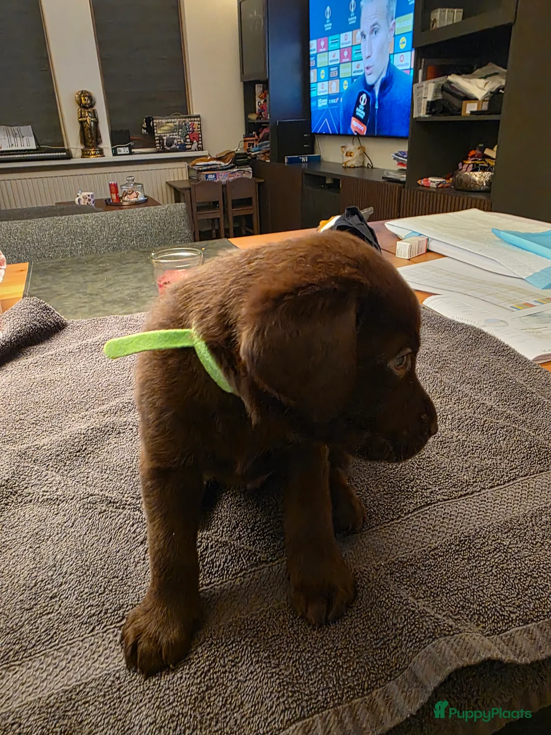 Labrador Retriever honden te koop: 6 mooie en lieve labradorpups - Advertentie 22