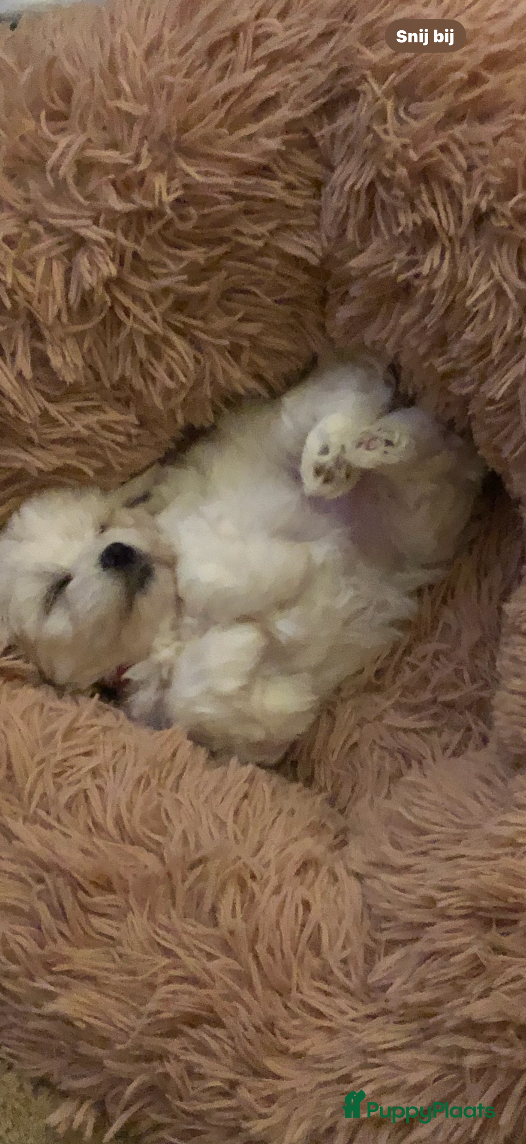 Maltezer honden te koop: Toy Maltezer pups - Advertentie 5