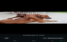 Rhodesian Ridgeback honden te koop: Rhodesian Ridgeback pups in Kootwijkerbroek - Afbeelding 12