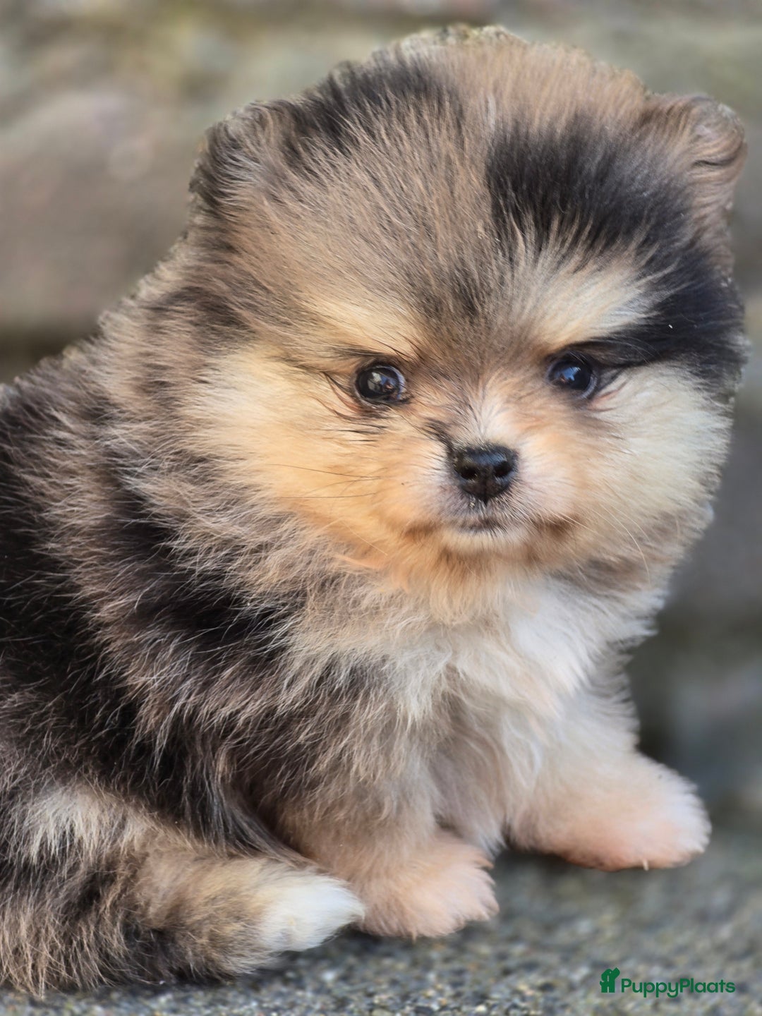 Pomeriaan honden te koop: Te koop prachtige pomeriaan pups in Veenendaal - Afbeelding 10