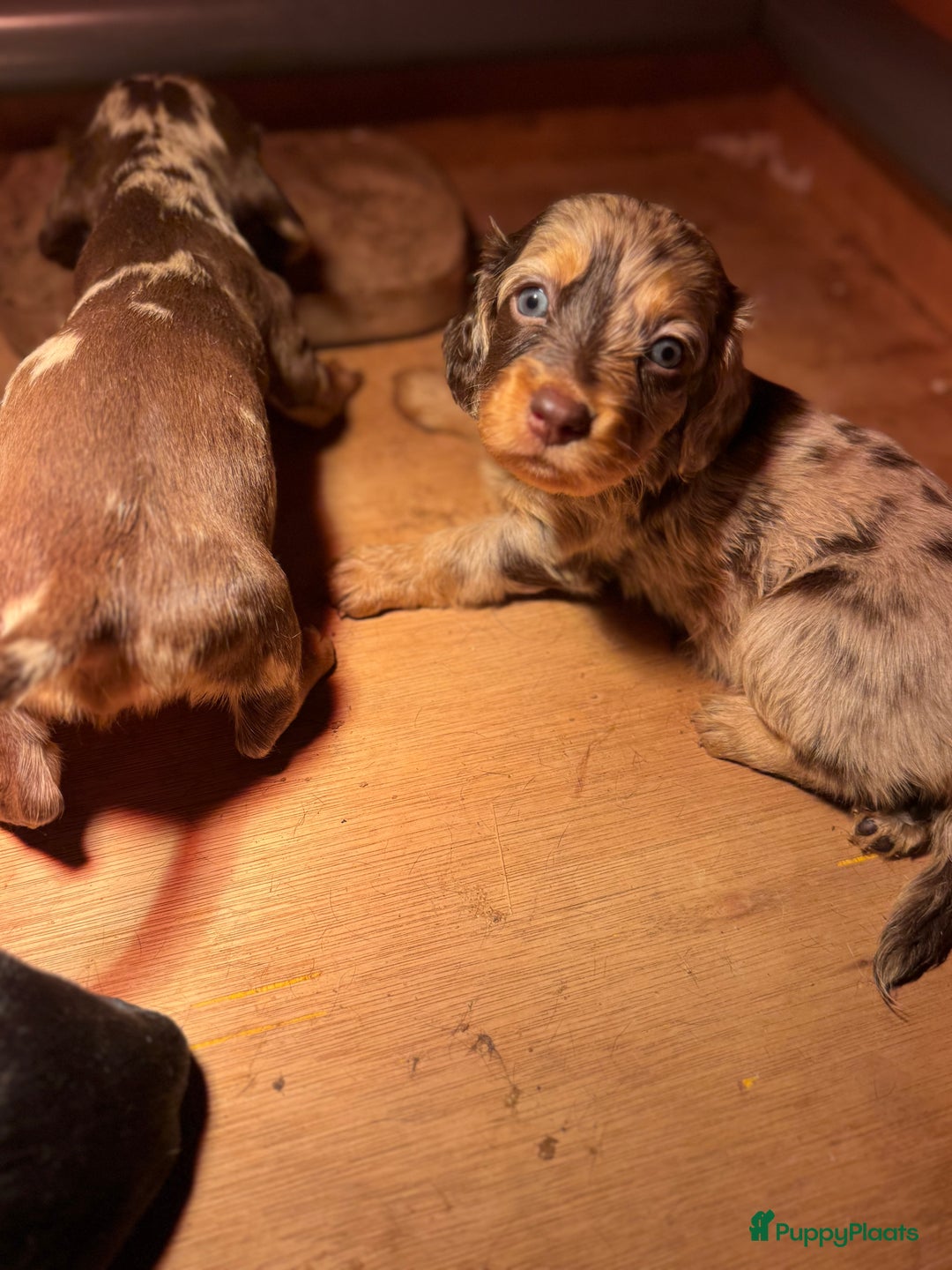 Teckel (korthaar)  honden te koop: Teckel puppy’s  - Advertentie 4