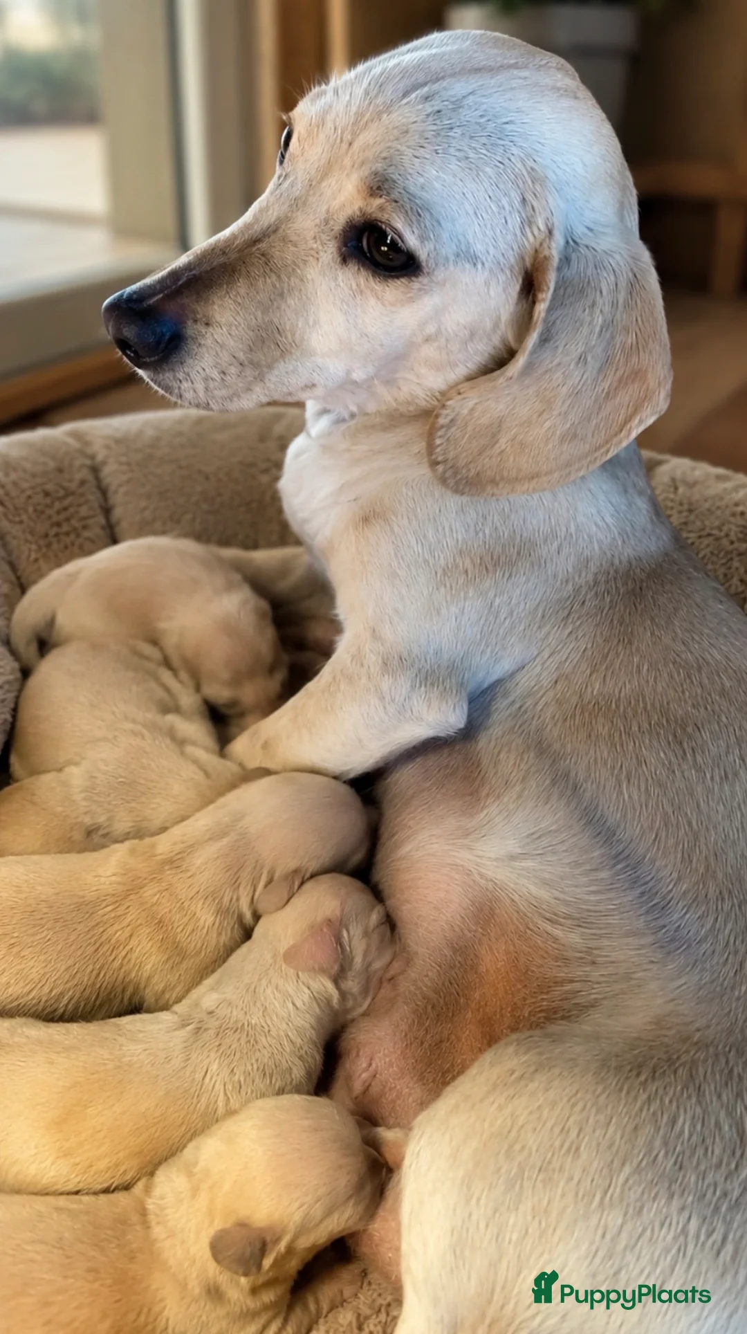 Kruising honden te koop: Kortharige teckels met vleugje chihuahua  - Advertentie 24