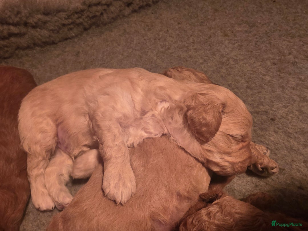 Goldendoodle honden te koop: Goldendoodle multigen middenslag reu te koop - Advertentie 13