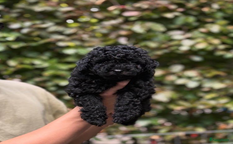 Poedel honden - Advertentie 1