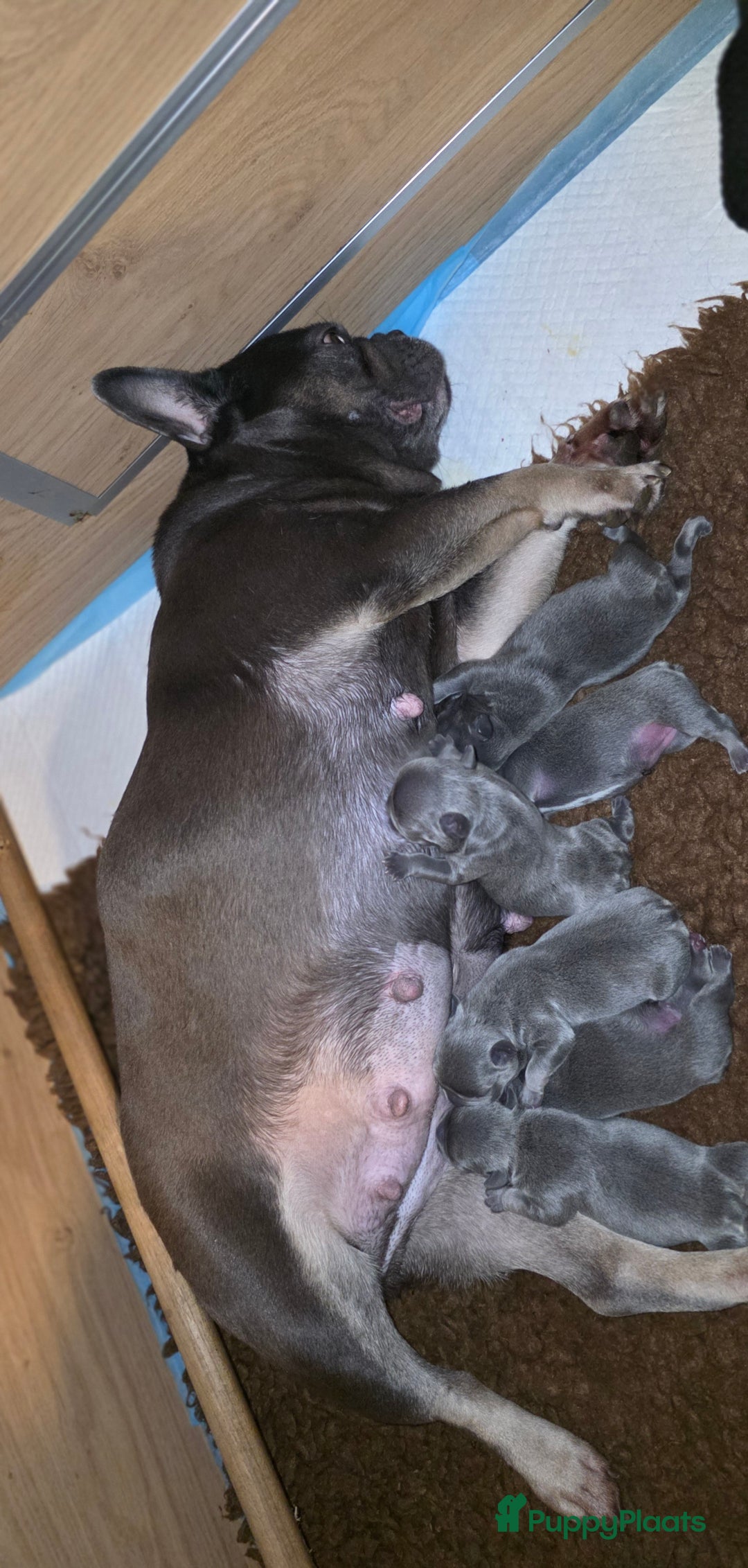 Franse Bulldog honden te koop: Super knappe, raszuivere franse bulldog pups - Advertentie 7