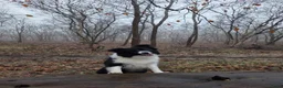 Border Collie honden ter dekking: Showline Border Collie Fenna - Advertentie 8