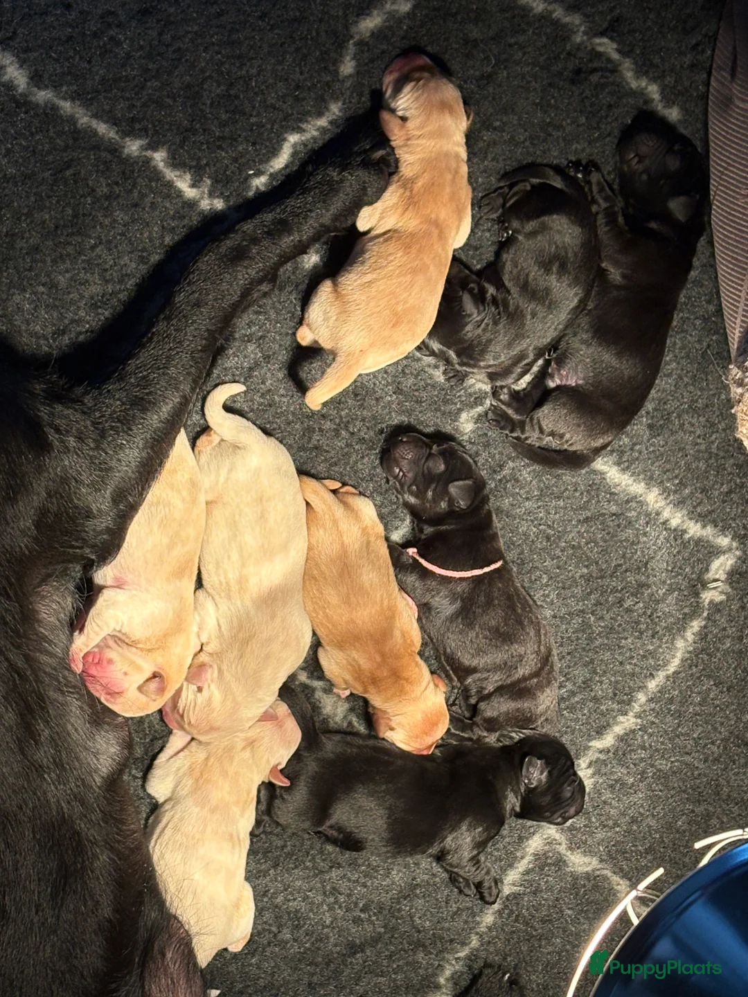 Labrador Retriever honden te koop: 🐶 9 Prachtige Labrador pups geboren op 15 feb - Advertentie 8