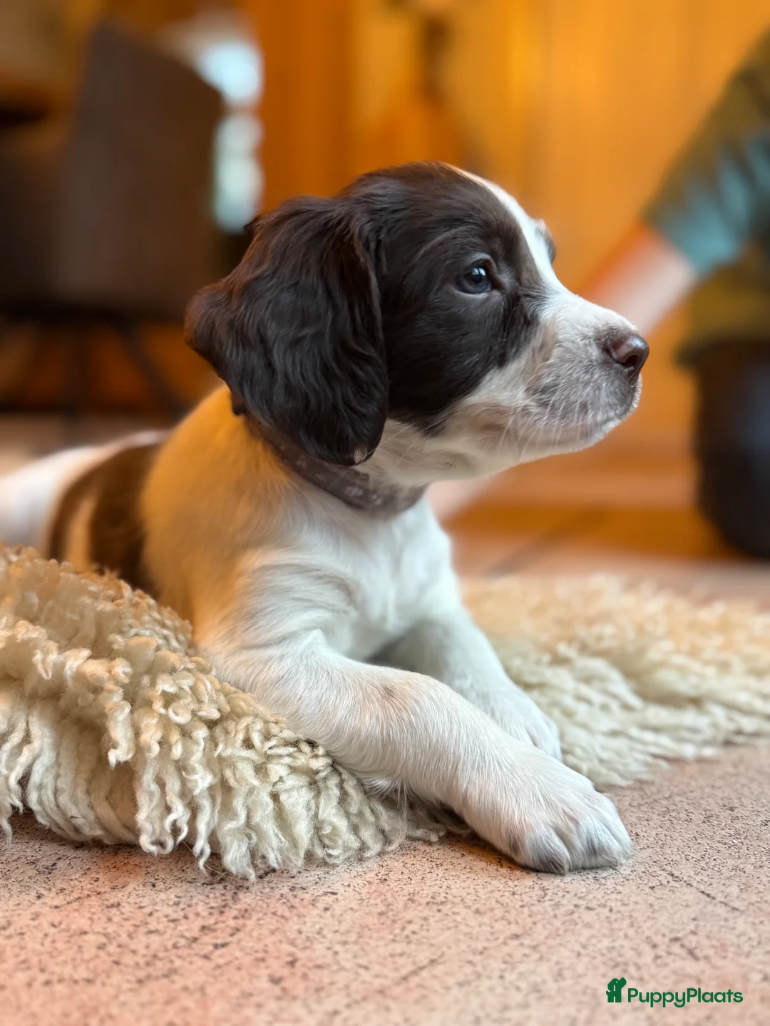 Engelse Springer Spaniel honden te koop: Engelse Springer Spaniël pups - Advertentie 1