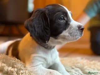 Engelse Springer Spaniel honden Engelse Springer Spaniël pups - Advertentie 2