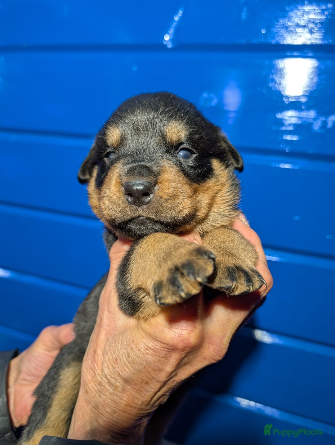 Rottweiler honden te koop: Zeer mooie rottweiler pups   - Advertentie 14