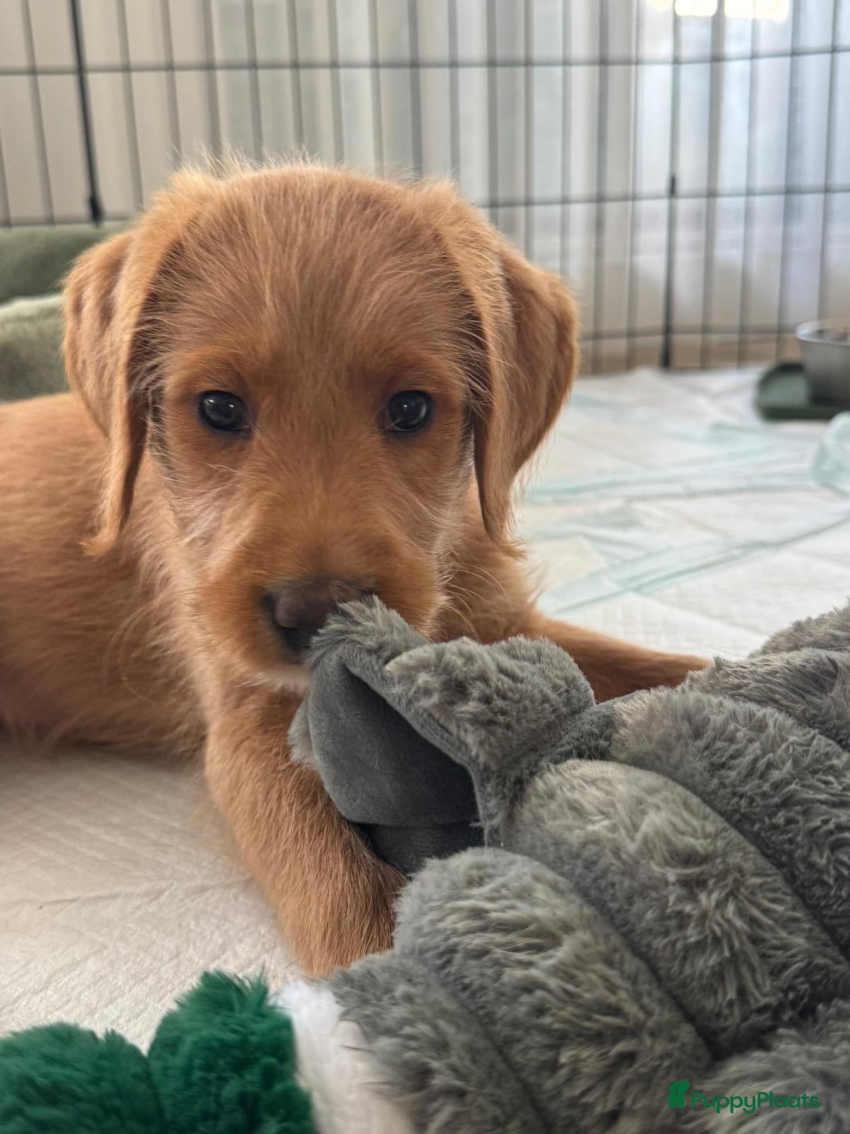 Labradoodle honden Laatste teefje Medium Labradoodle🐾 - Advertentie 6