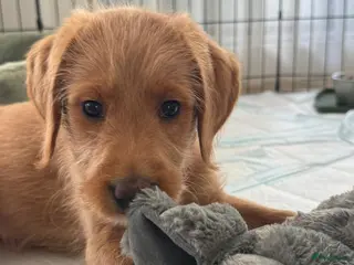 Labradoodle honden Laatste teefje Medium Labradoodle🐾 - Advertentie 6