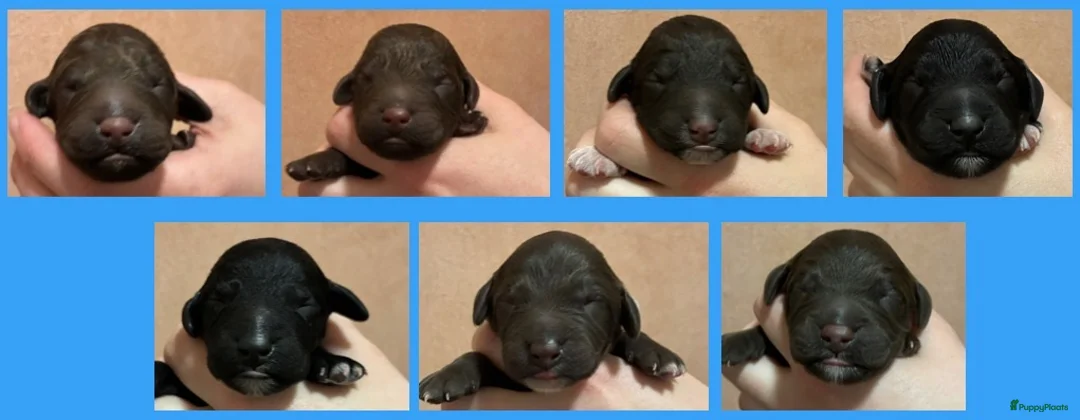 Barbet honden te koop: Barbet pups - Advertentie 2